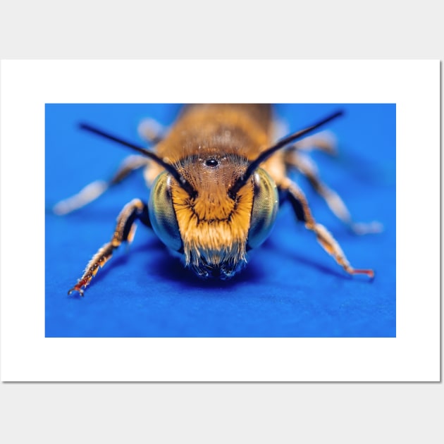 Macro Photograph Sand Wasp Cute Bug Wall Art by love-fi
